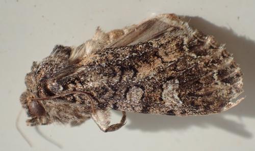 Mamestra brassicae